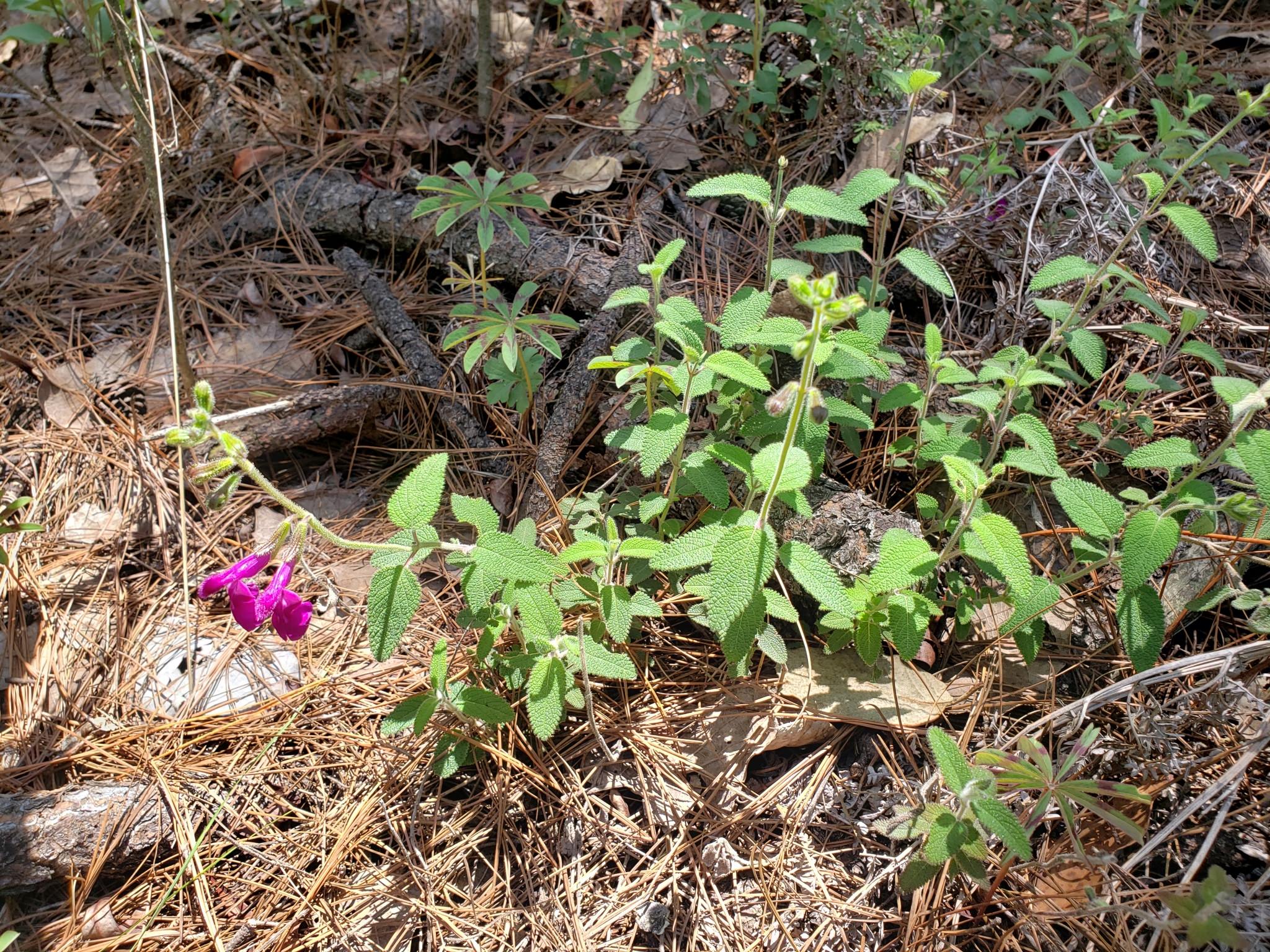 Salvia dichlamys